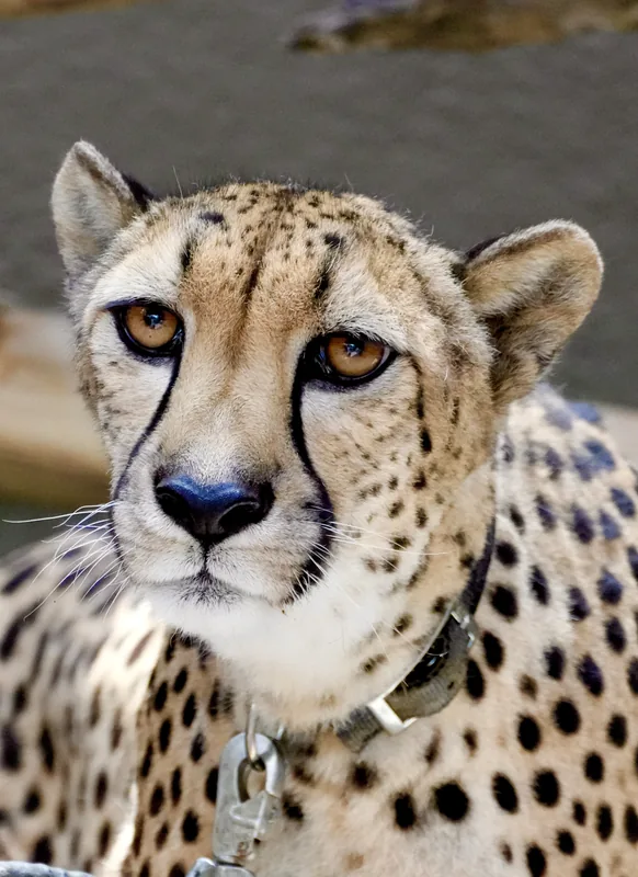 A cheetah looking straight into the lens