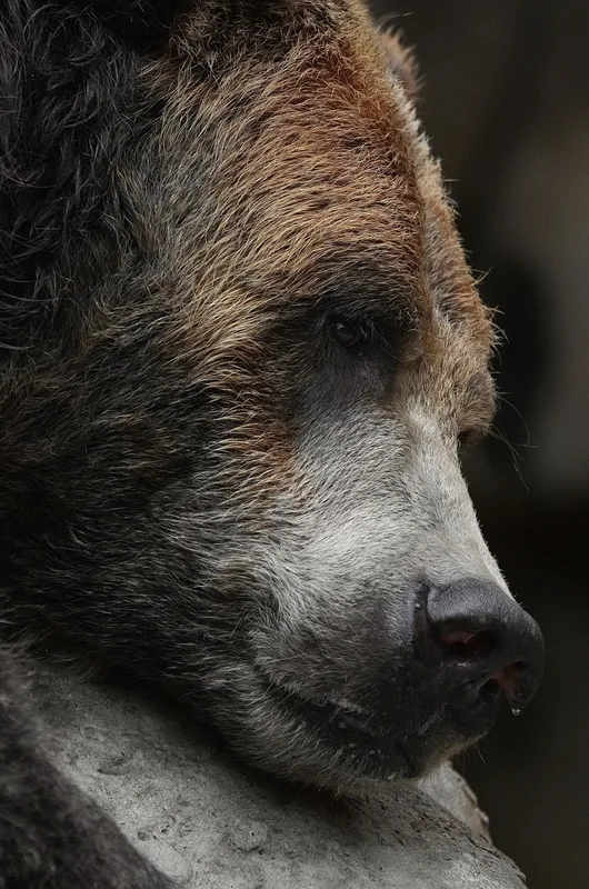 A grizzly bear in profile