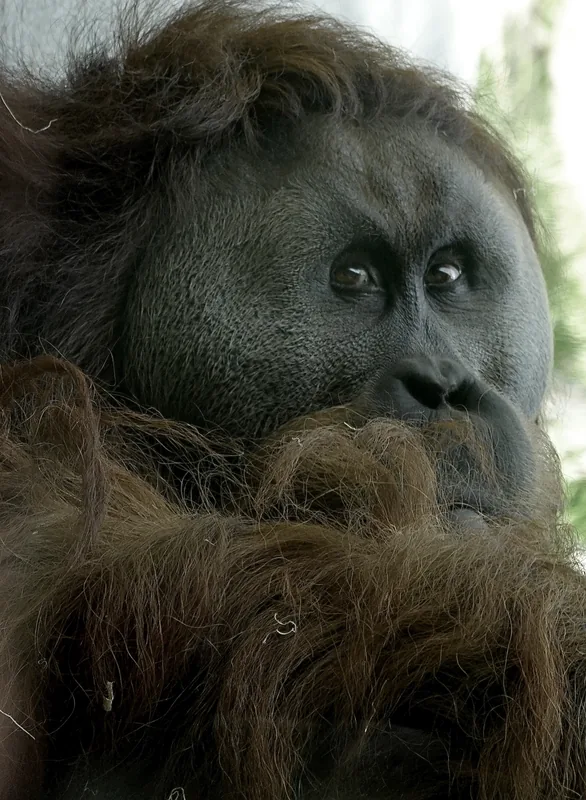 An orangutan gazing out from its shaggy coat