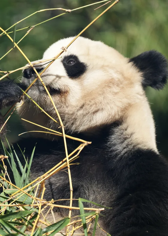 A giant panda eating bamboo